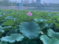 -莲花池公园