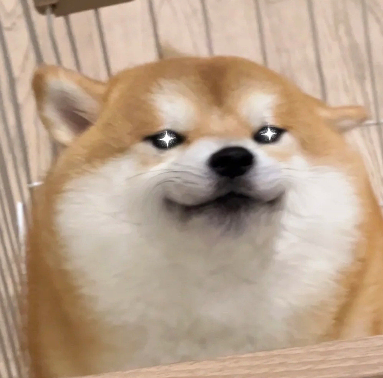 狗狗微笑攻势来袭