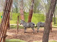 -北京野生动物园