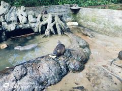 -海南热带野生动植物园