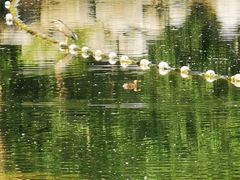 -白鹭湾湿地公园