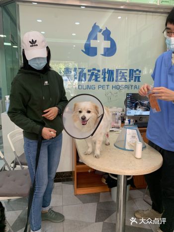 前段时间出了车祸，带狗子来检查