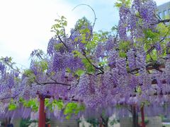 -嘉定紫藤园