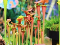 -国家植物园南园