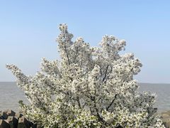 -上海滨江森林公园