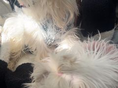 -佳雯宠物医院·皮肤科·内外科(春晓路分院)