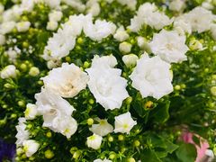 -朝来春花卉市场