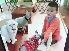 -李小姐の猫咖啡馆(五角场店)