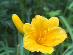 -昆山城市生态森林公园