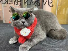 -车接车送·寄养洗护·德文猫舍(大宁店)