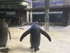 -悉尼海洋生物水族馆