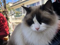 -喵屿·大理花园猫咖