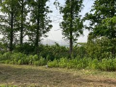 -广富林郊野公园