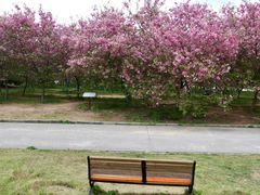 -天适樱花悠乐园