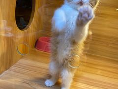 -猫十亿·布偶金渐层·曼基康矮脚猫舍(青年路店)