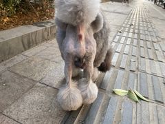 -Goku PET SHOP宠物视觉生活馆(双井店)