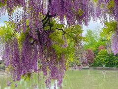 -嘉定紫藤园