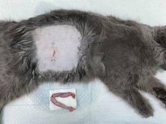 -东莞宠友24H宠物中心医院·转诊夜诊·异宠(新河北路院)