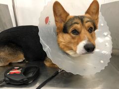 -北京赛佳动物医院