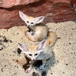 -Zoolung Zoolung动物主题公园(海信广场店)