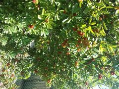 android_upload_pic-王家小院