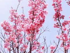 -顾村公园