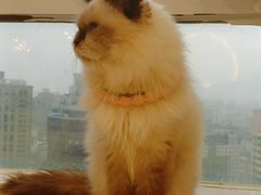 -共舞时光猫咖·狗咖(新街口店)