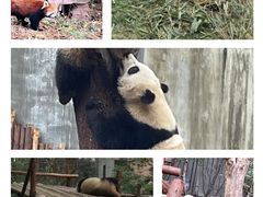 -成都大熊猫繁育研究基地