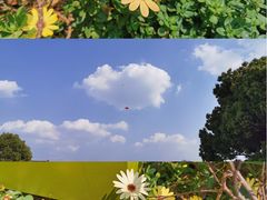 -青枫公园