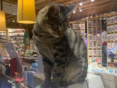 -猫的天空之城概念书店(丽江古城饮玉巷店)
