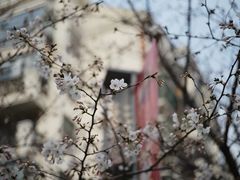 -顾村公园