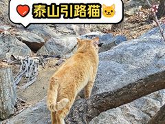 -泰山风景名胜区