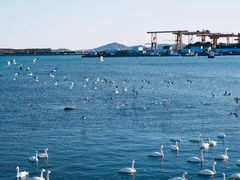 -烟墩角天鹅湖