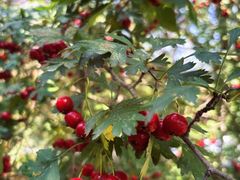 -中关村生命科学园