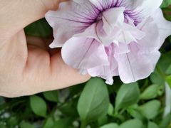 -比亚迪汽车王朝网(北京环耀4S店)