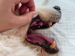 -北京恒爱动物医院(清景园分院)