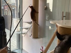 -琪喵猫屋·撸猫猫咖·猫舍