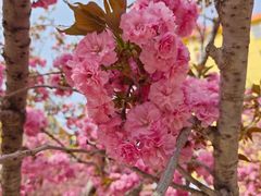 -莱阳濯村樱花园