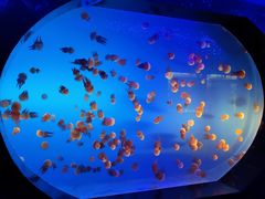 -梦幻海洋王国(吾悦广场张家港店)