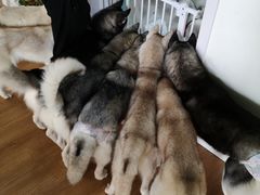 -Husky Go! 哈士奇体验馆·宠物咖啡厅狗咖