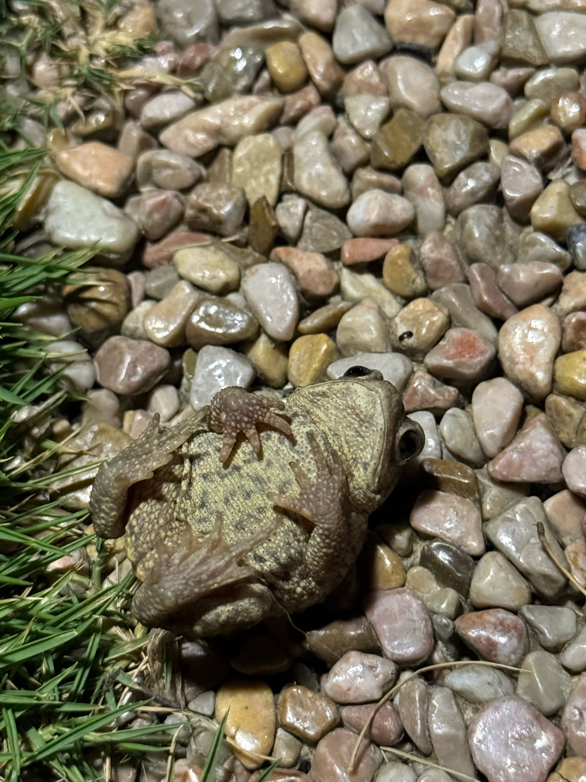 路上遇到的癞蛤蟆