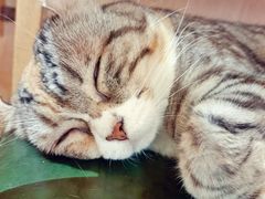 -MOCHA明星猫咖(田子坊店)