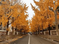 -四川大学(望江校区)