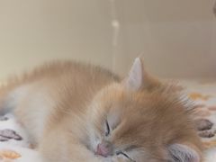 -小猫来了·猫咪专售(红山六九七九店)