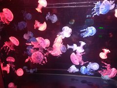 -烟台海昌鲸鲨海洋公园