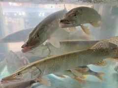 -煲来饱去冷水鱼