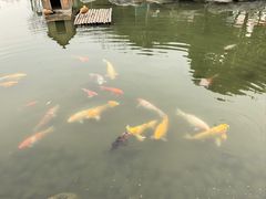 -正宗忘不了老鹅(梅岭店)