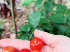 -樱桃山旅游景区