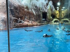 -帝企鹅自助餐厅•儿童岛•真企鹅(长隆企鹅酒店)