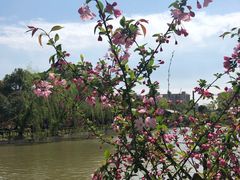 -南汇桃花村